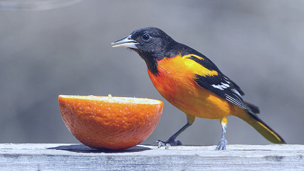 Baltimore Oriole — Madison Audubon